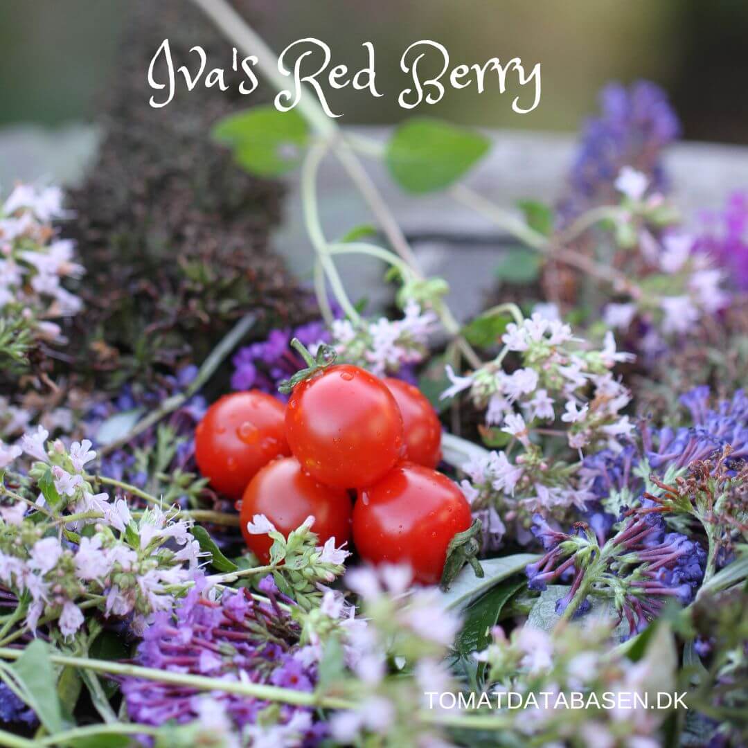 Iva's Red Berry